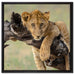 Junger Löwe in der Natur auf Leinwandbild Quadratisch gerahmt Größe 60x60