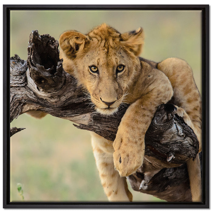 Junger Löwe in der Natur auf Leinwandbild Quadratisch gerahmt Größe 70x70