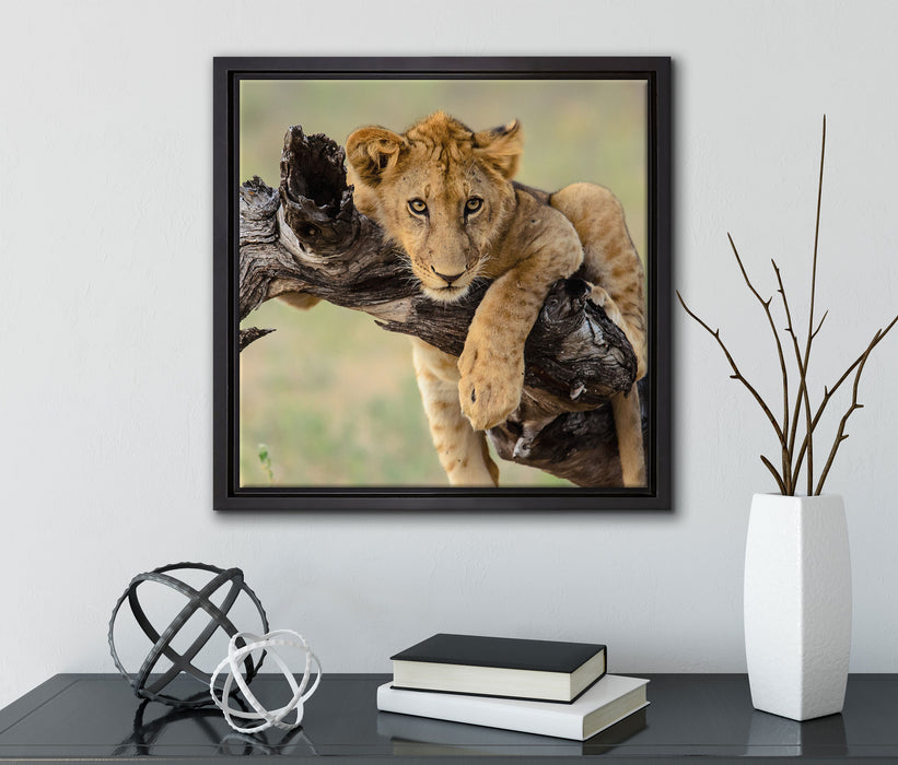 Junger Löwe in der Natur  auf Leinwandbild Quadratisch gerahmt mit Kirschblüten