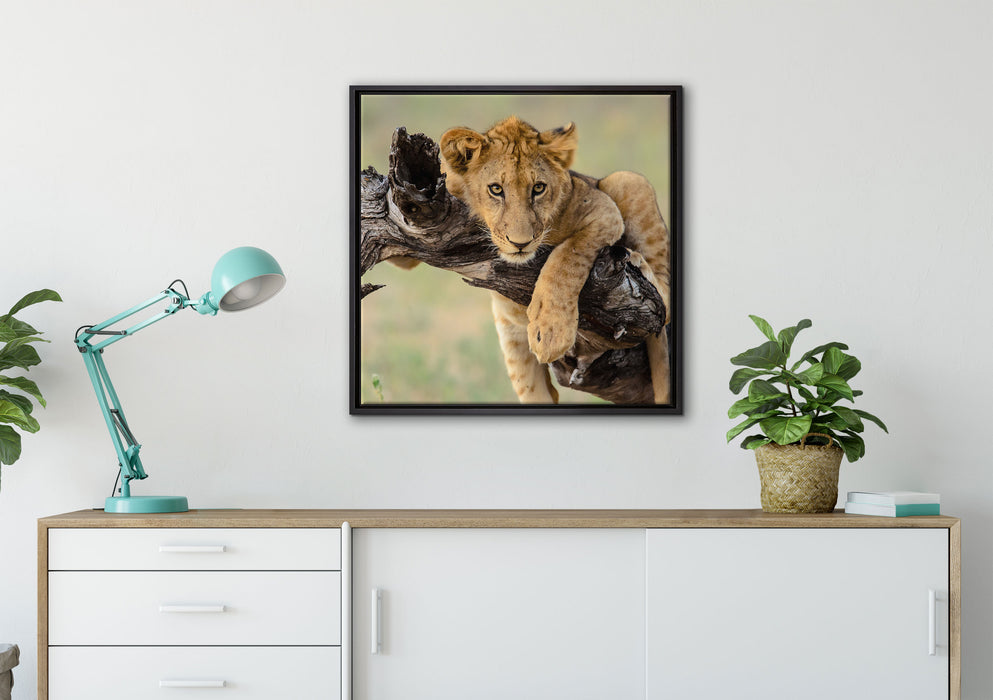Junger Löwe in der Natur auf Leinwandbild gerahmt Quadratisch verschiedene Größen im Wohnzimmer