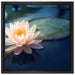 Eine rosa Lotusblume in Teich auf Leinwandbild Quadratisch gerahmt Größe 40x40