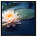 Eine rosa Lotusblume in Teich auf Leinwandbild Quadratisch gerahmt Größe 60x60