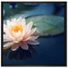 Eine rosa Lotusblume in Teich auf Leinwandbild Quadratisch gerahmt Größe 70x70