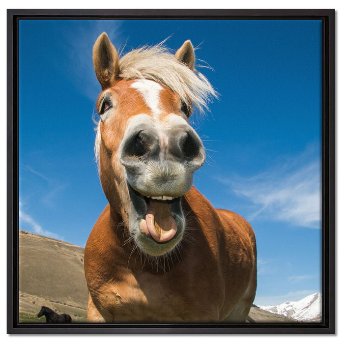 Lustiges Pferd in der Natur auf Leinwandbild Quadratisch gerahmt Größe 60x60
