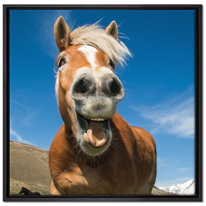 Lustiges Pferd in der Natur auf Leinwandbild Quadratisch gerahmt Größe 70x70