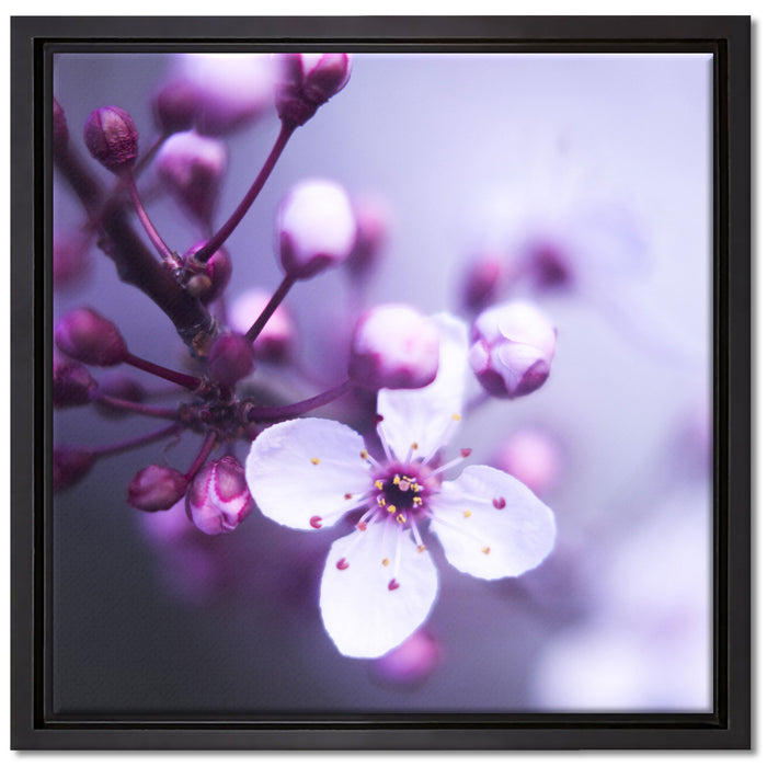 Blüten des Kirschbaumes auf Leinwandbild Quadratisch gerahmt Größe 40x40