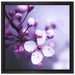 Blüten des Kirschbaumes auf Leinwandbild Quadratisch gerahmt Größe 40x40