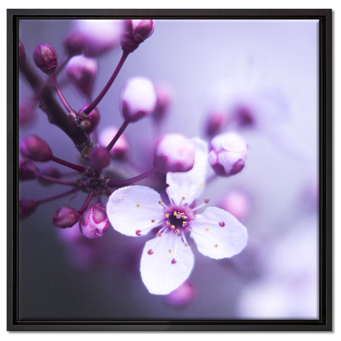 Blüten des Kirschbaumes auf Leinwandbild Quadratisch gerahmt Größe 60x60