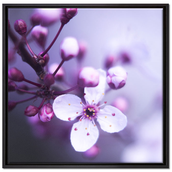 Blüten des Kirschbaumes auf Leinwandbild Quadratisch gerahmt Größe 70x70