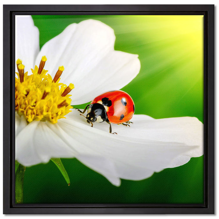 Marienkäfer auf einer weißen Blume auf Leinwandbild Quadratisch gerahmt Größe 40x40
