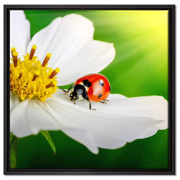 Marienkäfer auf einer weißen Blume auf Leinwandbild Quadratisch gerahmt Größe 60x60