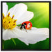 Marienkäfer auf einer weißen Blume auf Leinwandbild Quadratisch gerahmt Größe 70x70