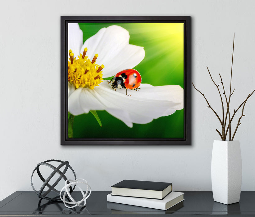 Marienkäfer auf einer weißen Blume  auf Leinwandbild Quadratisch gerahmt mit Kirschblüten