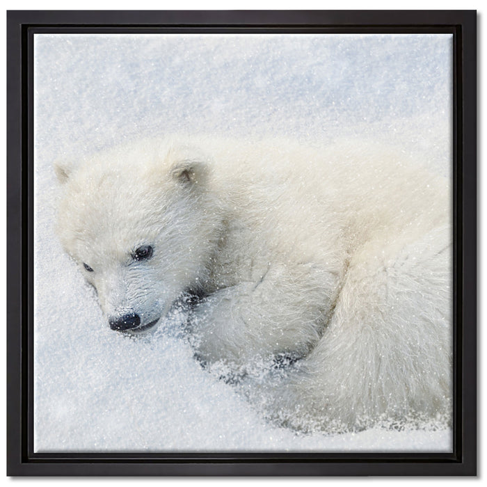 Eisbär im Schnee auf Leinwandbild Quadratisch gerahmt Größe 40x40