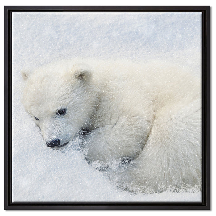 Eisbär im Schnee auf Leinwandbild Quadratisch gerahmt Größe 60x60