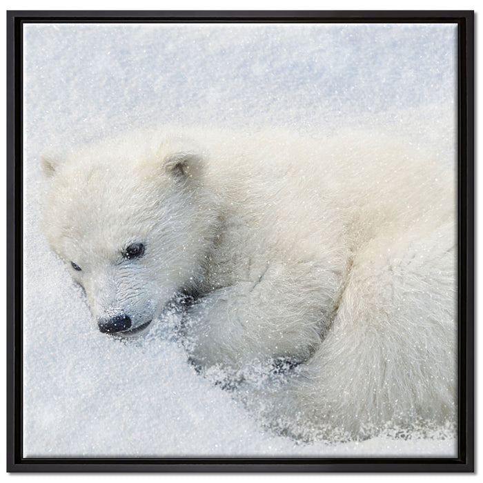 Eisbär im Schnee auf Leinwandbild Quadratisch gerahmt Größe 70x70