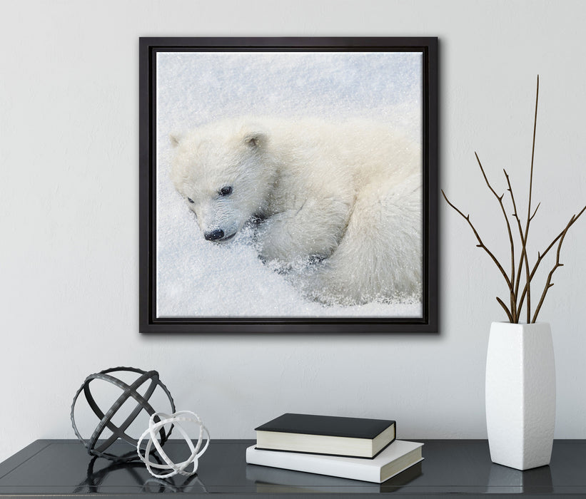 Eisbär im Schnee  auf Leinwandbild Quadratisch gerahmt mit Kirschblüten