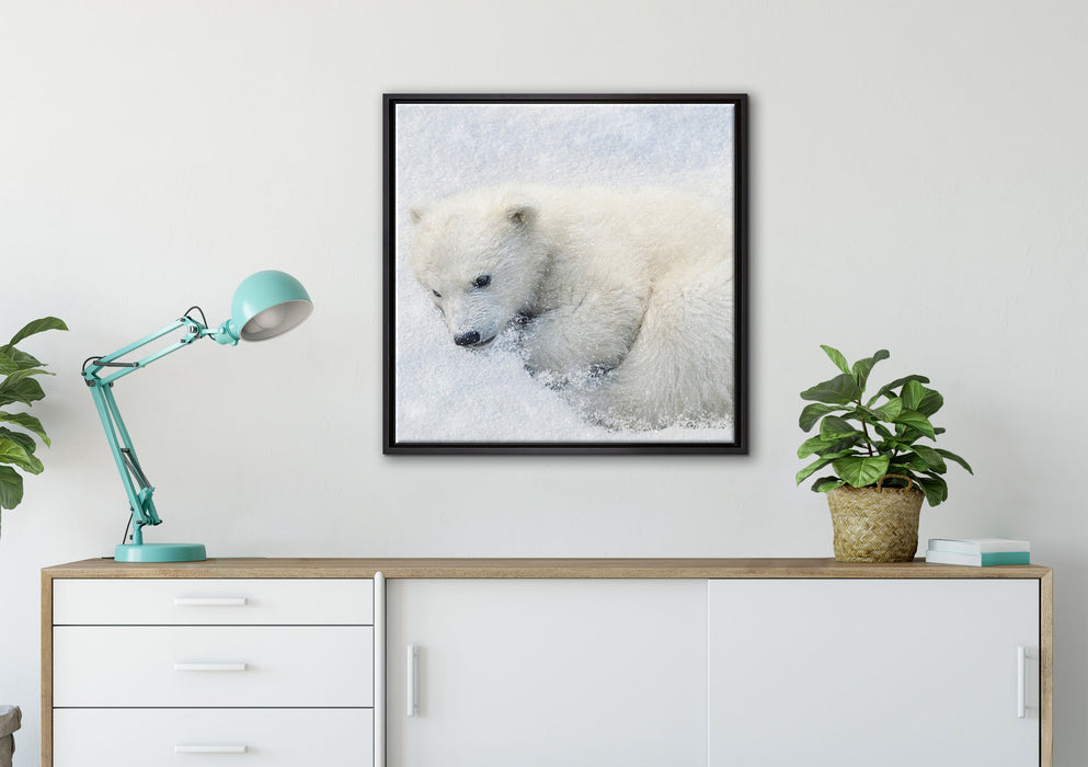 Eisbär im Schnee auf Leinwandbild gerahmt Quadratisch verschiedene Größen im Wohnzimmer