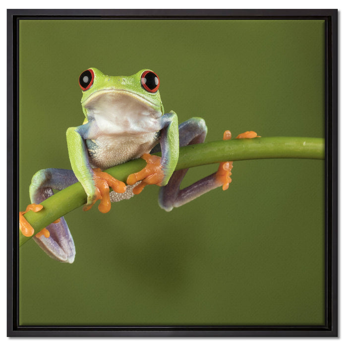 Baum-Frosch auf Bambus auf Leinwandbild Quadratisch gerahmt Größe 60x60