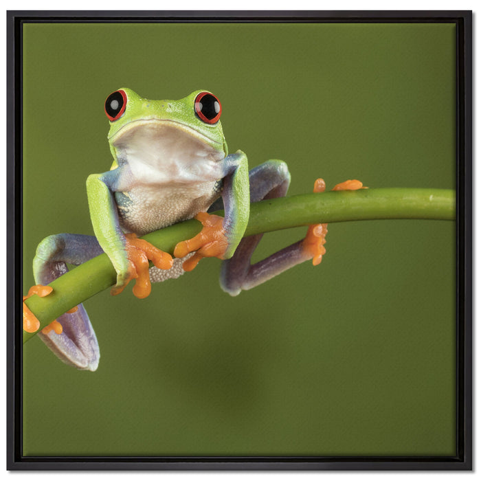 Baum-Frosch auf Bambus auf Leinwandbild Quadratisch gerahmt Größe 70x70