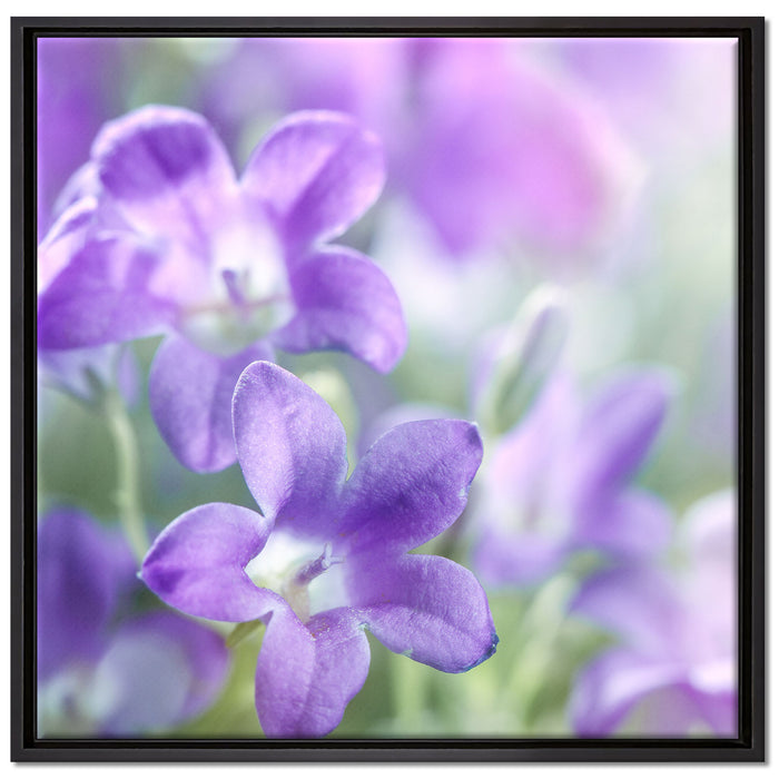 Lilane Lavendelblumen auf Leinwandbild Quadratisch gerahmt Größe 70x70