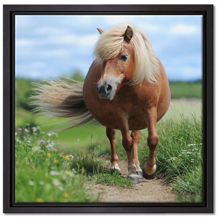 Shetlandpony auf der Wiese auf Leinwandbild Quadratisch gerahmt Größe 40x40