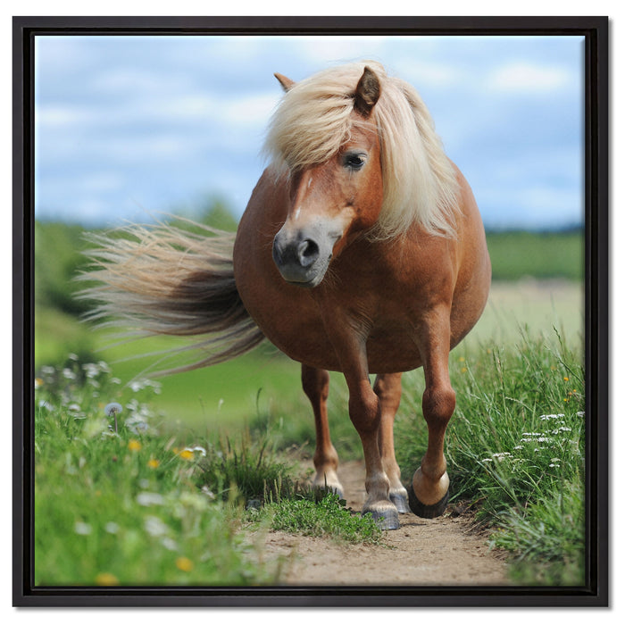 Shetlandpony auf der Wiese auf Leinwandbild Quadratisch gerahmt Größe 60x60