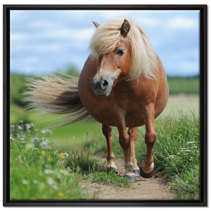 Shetlandpony auf der Wiese auf Leinwandbild Quadratisch gerahmt Größe 70x70
