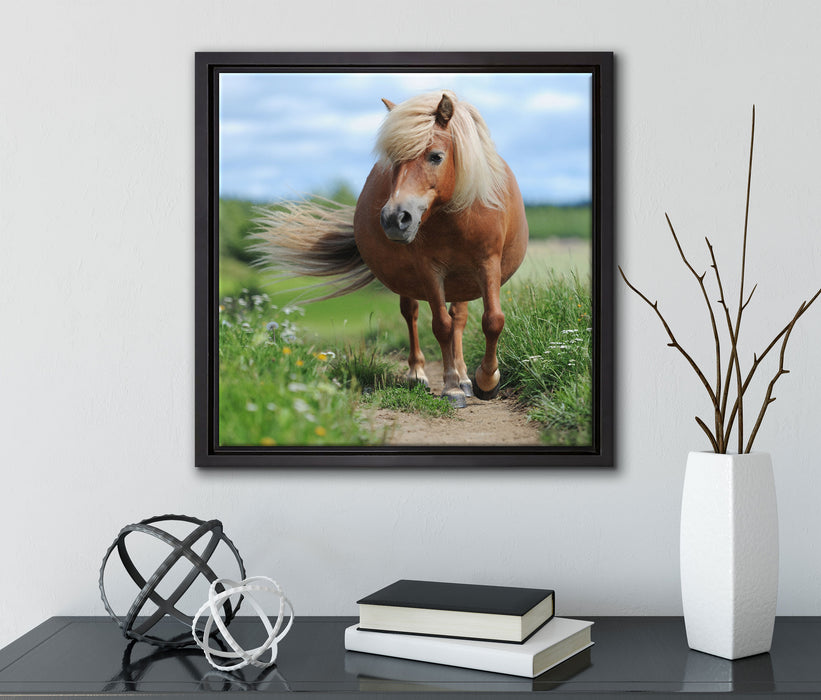 Shetlandpony auf der Wiese  auf Leinwandbild Quadratisch gerahmt mit Kirschblüten