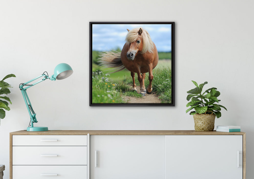 Shetlandpony auf der Wiese auf Leinwandbild gerahmt Quadratisch verschiedene Größen im Wohnzimmer