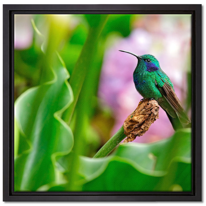 Kolibri in seinem Lebensraum auf Leinwandbild Quadratisch gerahmt Größe 40x40