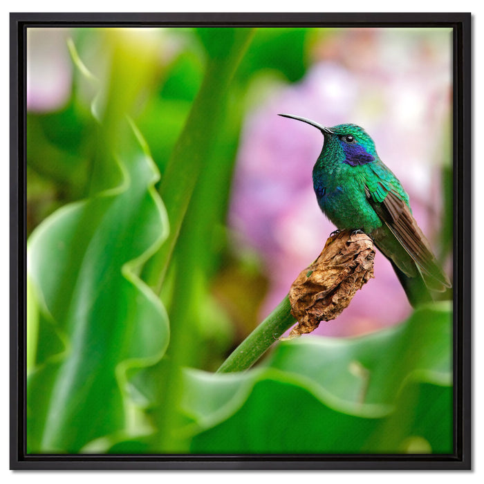 Kolibri in seinem Lebensraum auf Leinwandbild Quadratisch gerahmt Größe 60x60