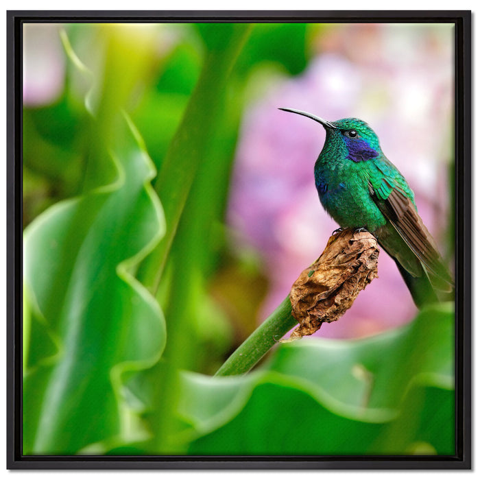Kolibri in seinem Lebensraum auf Leinwandbild Quadratisch gerahmt Größe 70x70