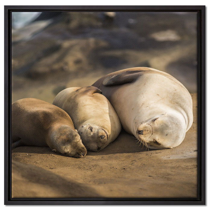 Familie Seelöwen in der Sonne auf Leinwandbild Quadratisch gerahmt Größe 60x60