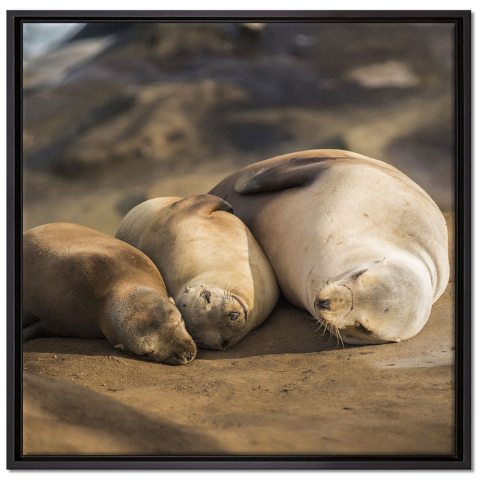 Familie Seelöwen in der Sonne auf Leinwandbild Quadratisch gerahmt Größe 70x70