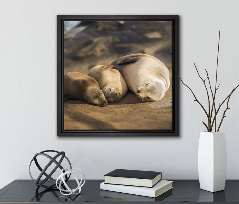 Familie Seelöwen in der Sonne  auf Leinwandbild Quadratisch gerahmt mit Kirschblüten