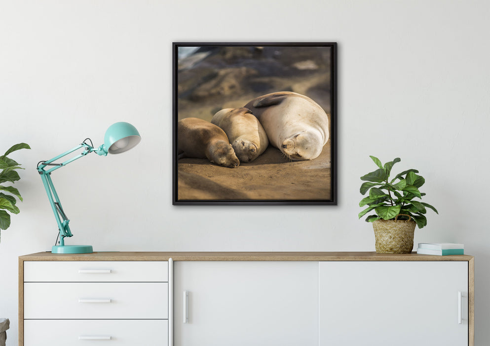 Familie Seelöwen in der Sonne auf Leinwandbild gerahmt Quadratisch verschiedene Größen im Wohnzimmer