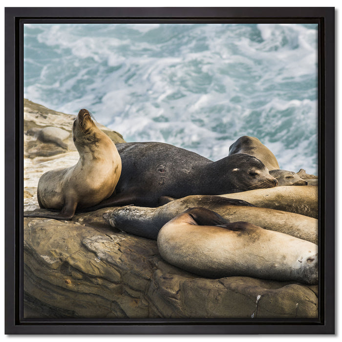 Seelöwen an einer Bucht auf Leinwandbild Quadratisch gerahmt Größe 40x40