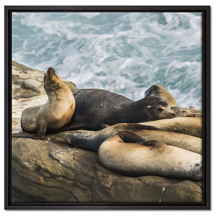 Seelöwen an einer Bucht auf Leinwandbild Quadratisch gerahmt Größe 60x60