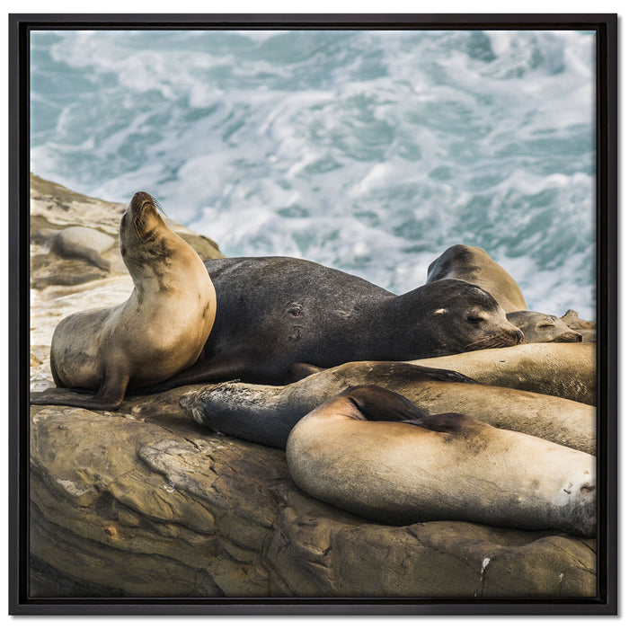 Seelöwen an einer Bucht auf Leinwandbild Quadratisch gerahmt Größe 70x70