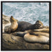 Seelöwen an einer Bucht auf Leinwandbild Quadratisch gerahmt Größe 70x70