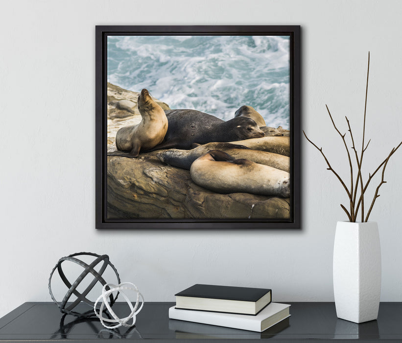 Seelöwen an einer Bucht  auf Leinwandbild Quadratisch gerahmt mit Kirschblüten