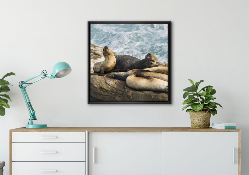 Seelöwen an einer Bucht auf Leinwandbild gerahmt Quadratisch verschiedene Größen im Wohnzimmer