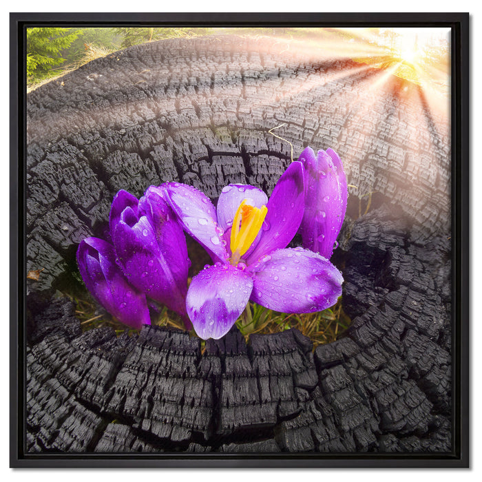 Die Kraft der Natur auf Leinwandbild Quadratisch gerahmt Größe 60x60