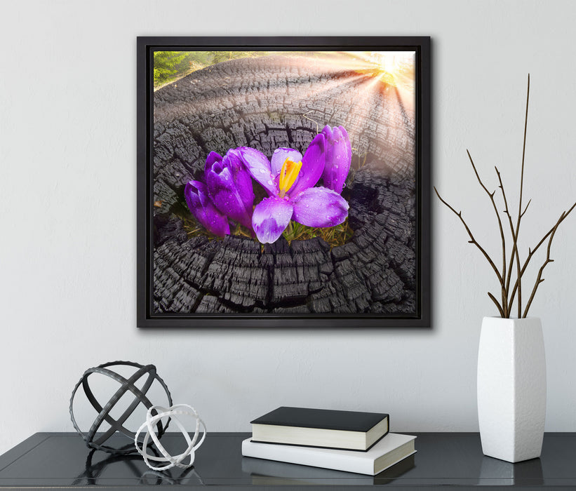 Die Kraft der Natur  auf Leinwandbild Quadratisch gerahmt mit Kirschblüten