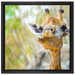 Giraffe in der Natur auf Leinwandbild Quadratisch gerahmt Größe 40x40