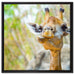 Giraffe in der Natur auf Leinwandbild Quadratisch gerahmt Größe 60x60
