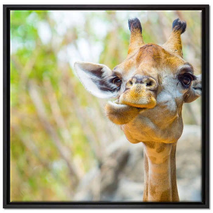 Giraffe in der Natur auf Leinwandbild Quadratisch gerahmt Größe 70x70