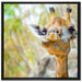 Giraffe in der Natur auf Leinwandbild Quadratisch gerahmt Größe 70x70