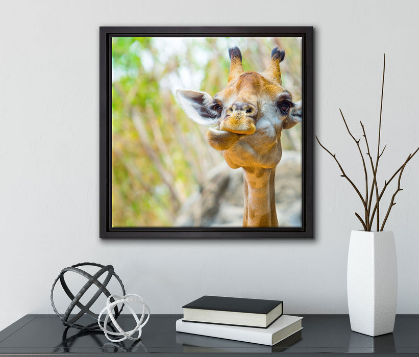 Giraffe in der Natur  auf Leinwandbild Quadratisch gerahmt mit Kirschblüten